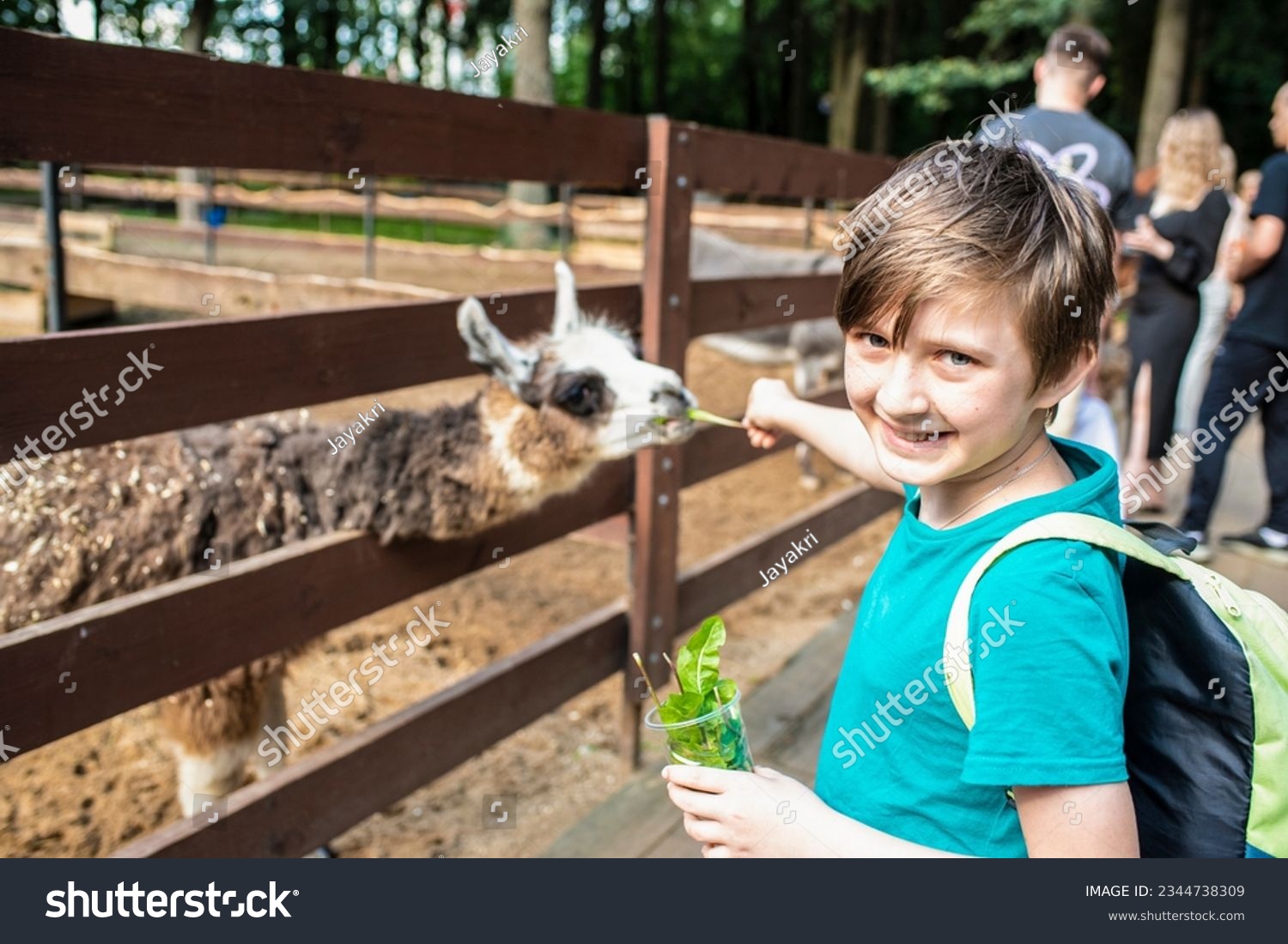 a happy boy in a petting zoo stands at the fence with a llama, feeds the animal. A 10-year-old child holds a cup with dandelion leaves, wants to feed the llama. #2344738309