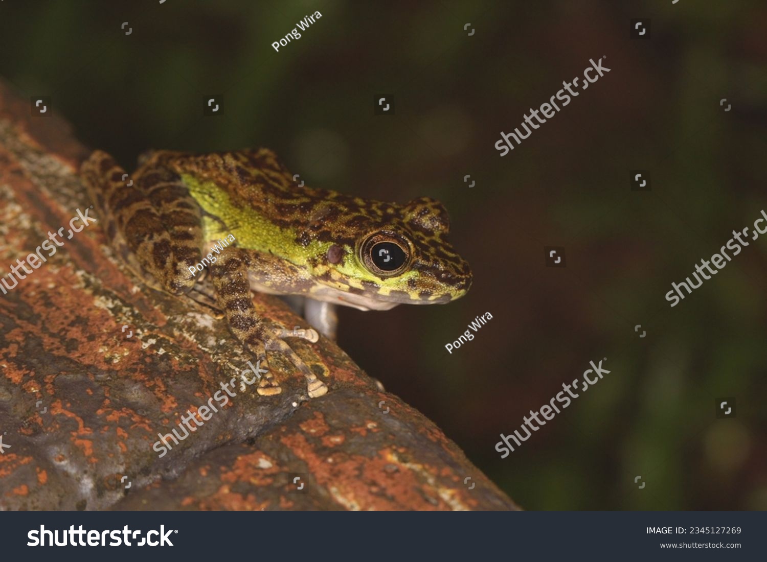 Peninsular torrentfrog, Panha's Marbled Frog, Marbled Tenasserim Frog (Amolops panhai, Ranidae) is a species of true frog that can be found in western and peninsular Thailand and in eastern Myanmar. #2345127269