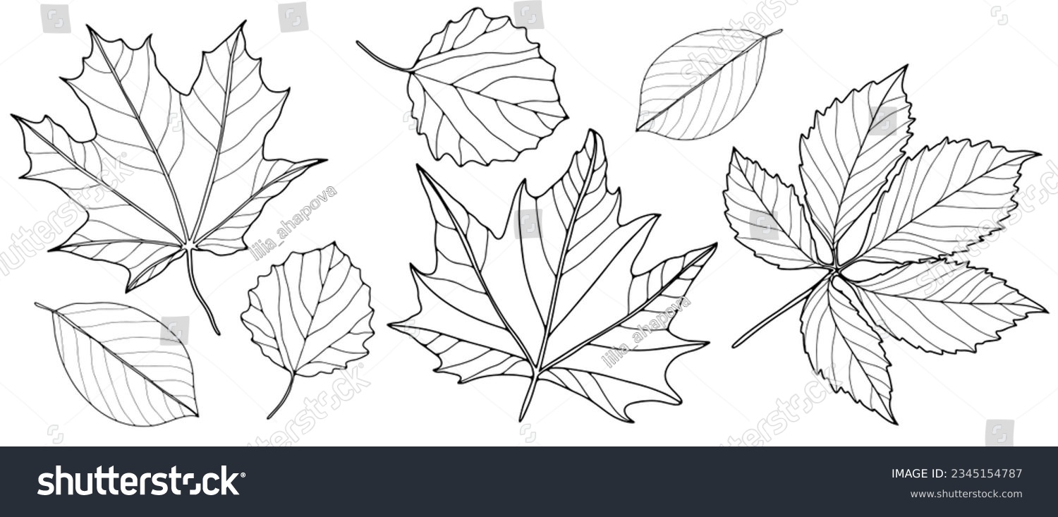 Set of contours of different leaves on a white background. Botanical background for coloring books, decor, pattern making and designs. #2345154787
