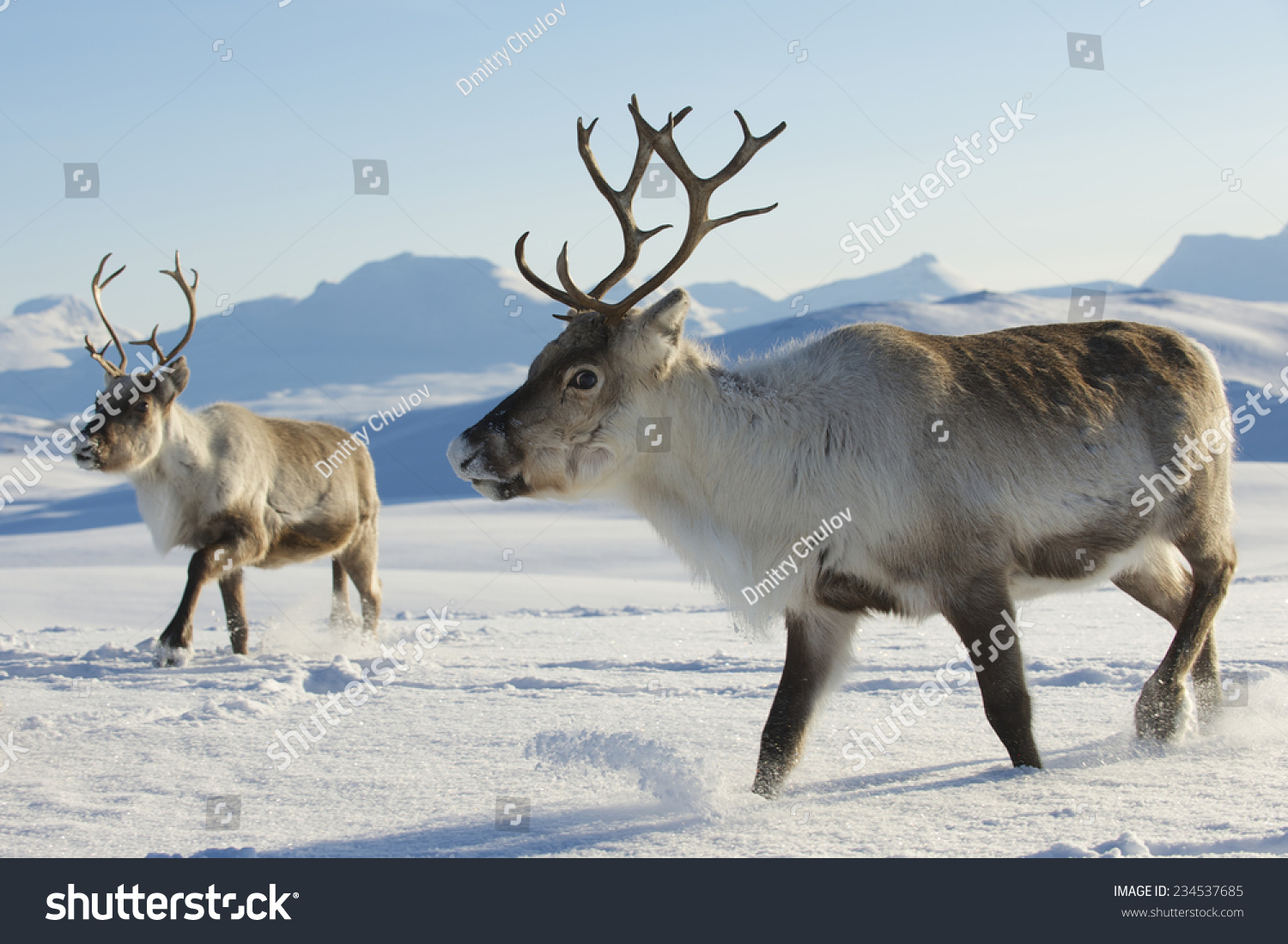 Reindeers in natural environment, Tromso region, Northern Norway. #234537685
