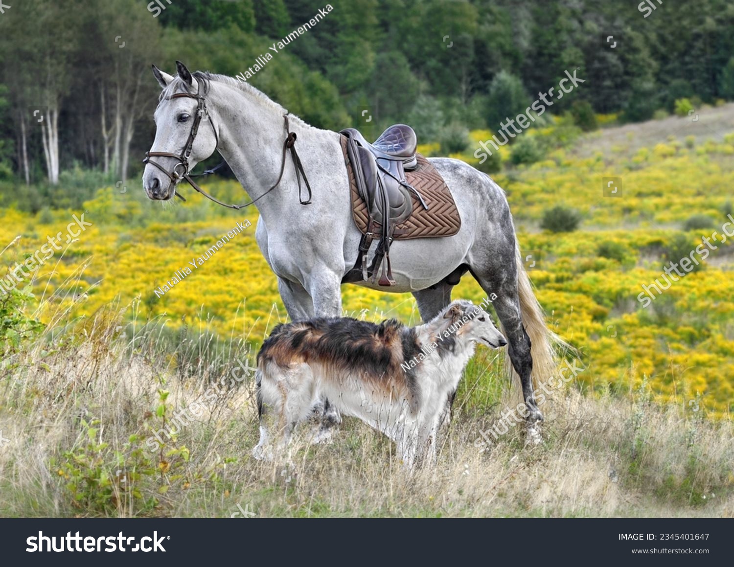 Beautiful russian borzoi dog and white horse standing in a yellow field on fall background #2345401647