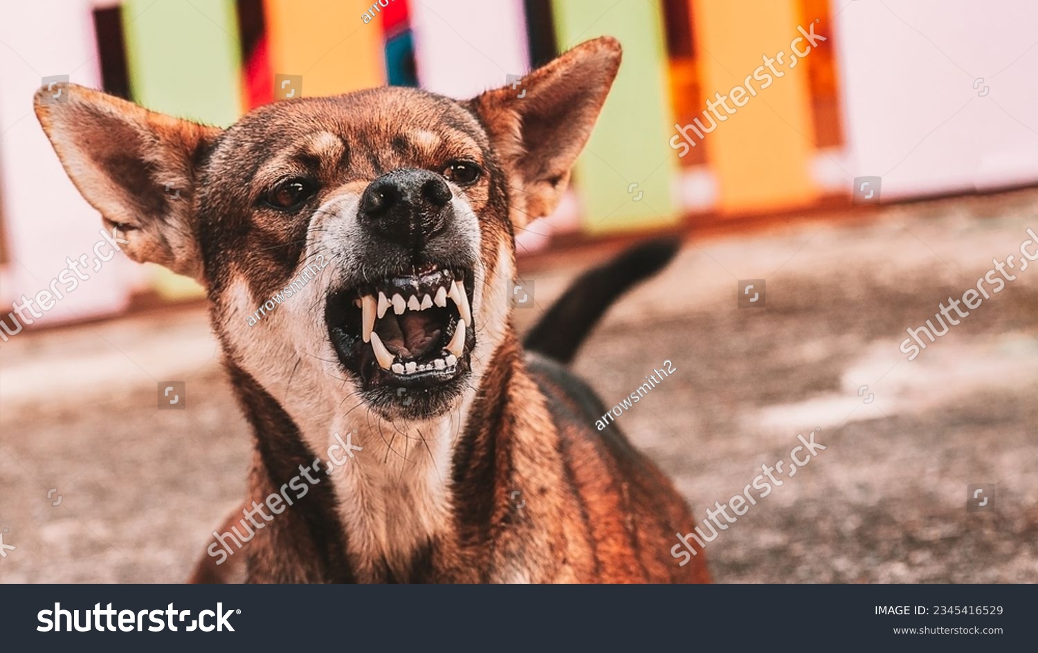 Aggressive dog shows dangerous teeth.Angry Animal hard attack head detail with copy space #2345416529