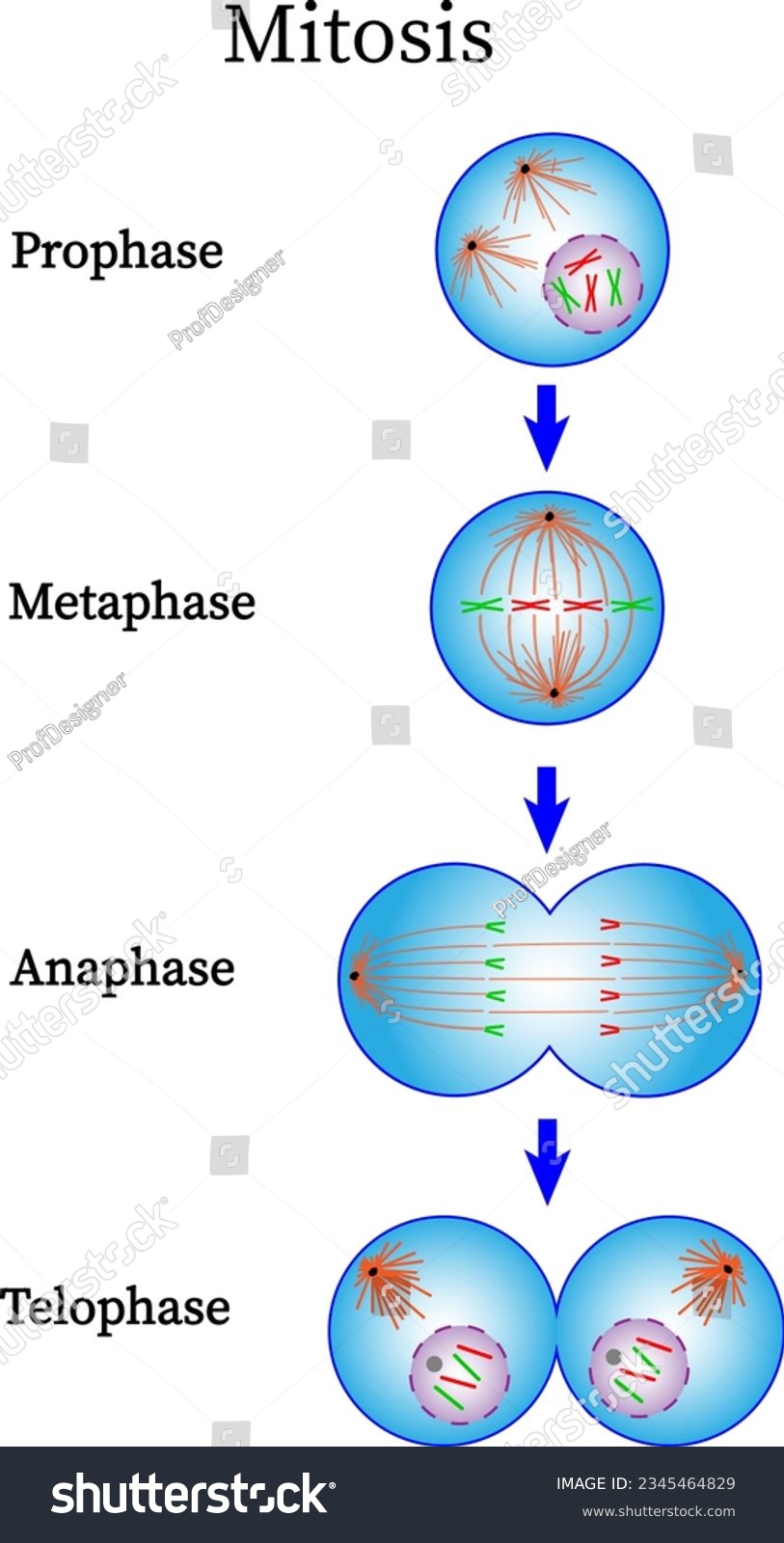 Mitosis phase diagram . Prophase, Metaphase, - Royalty Free Stock ...