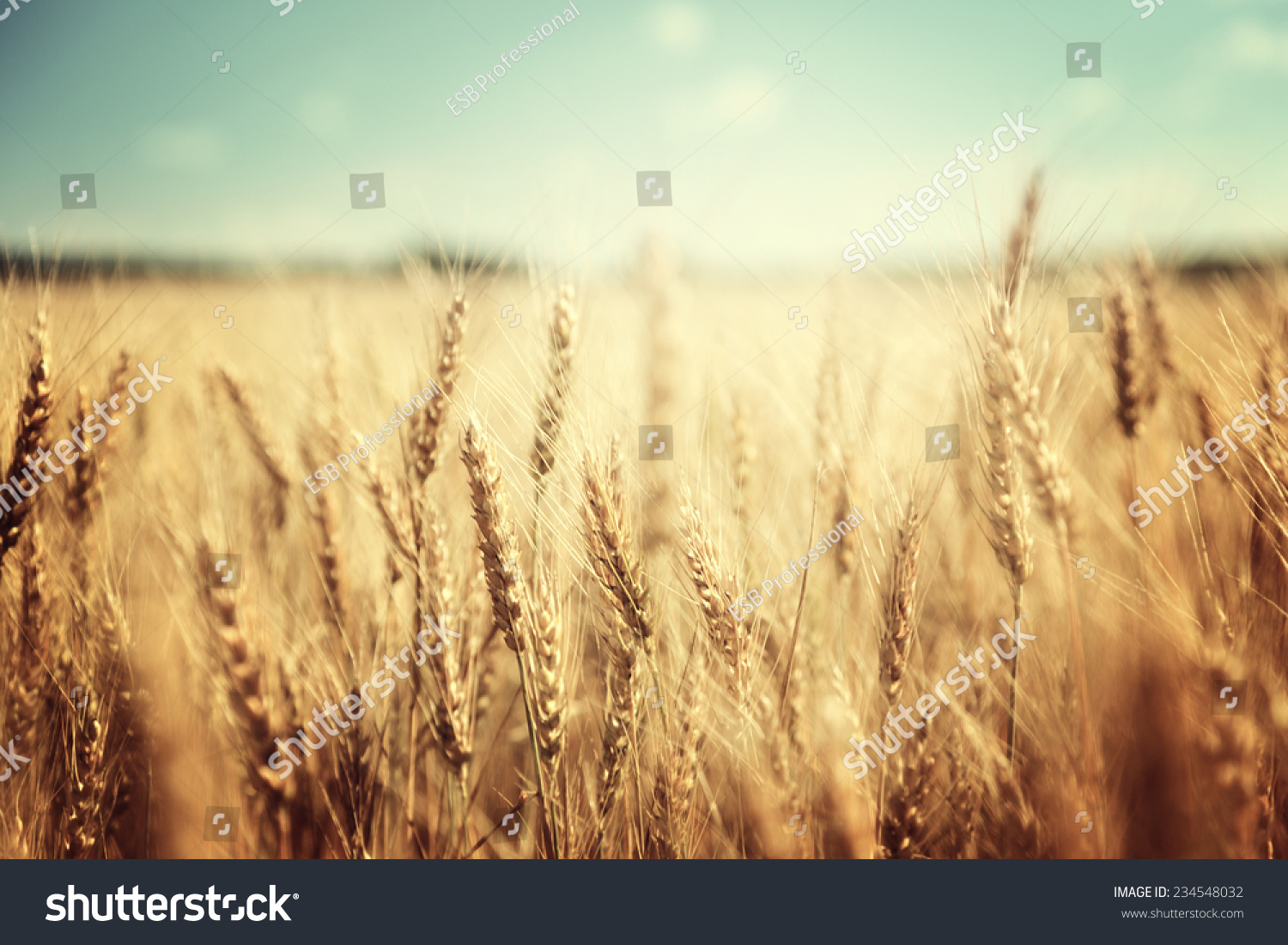golden wheat field and sunny day #234548032