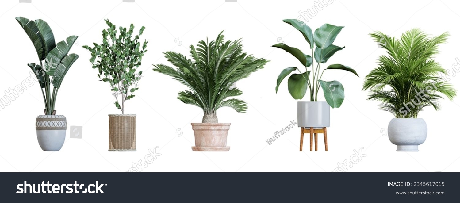 Plant in pot. Green plant isolated on white background. PNG file with transparent background also available. Cutout foliage in a stone plant pot.  #2345617015
