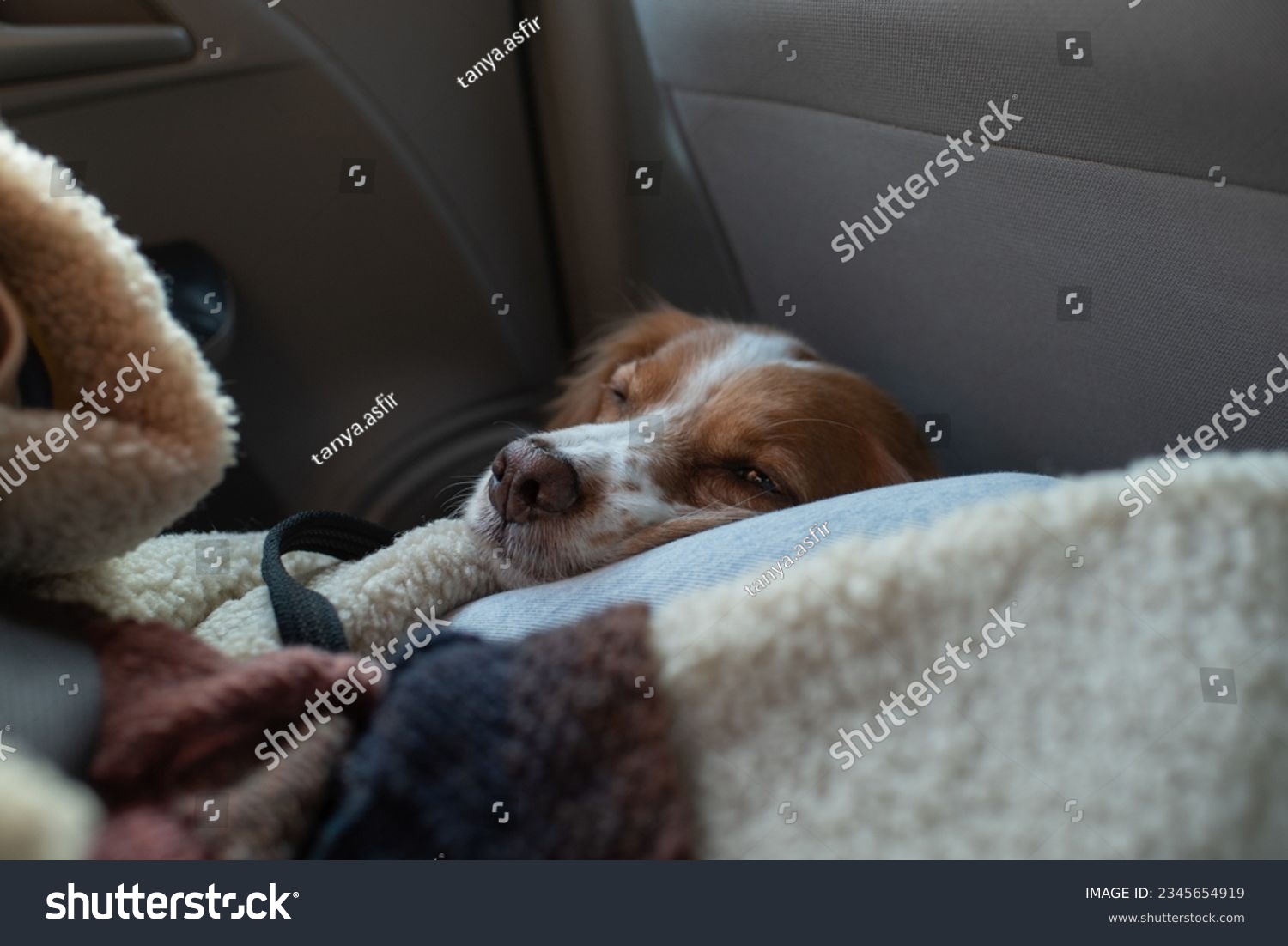 Spaniel with red ears sitting on the floor in the car. Dog taking a nap while traveling in a car. Pet laids head in the girl's lap in the car top view. Horizontal photo.  #2345654919
