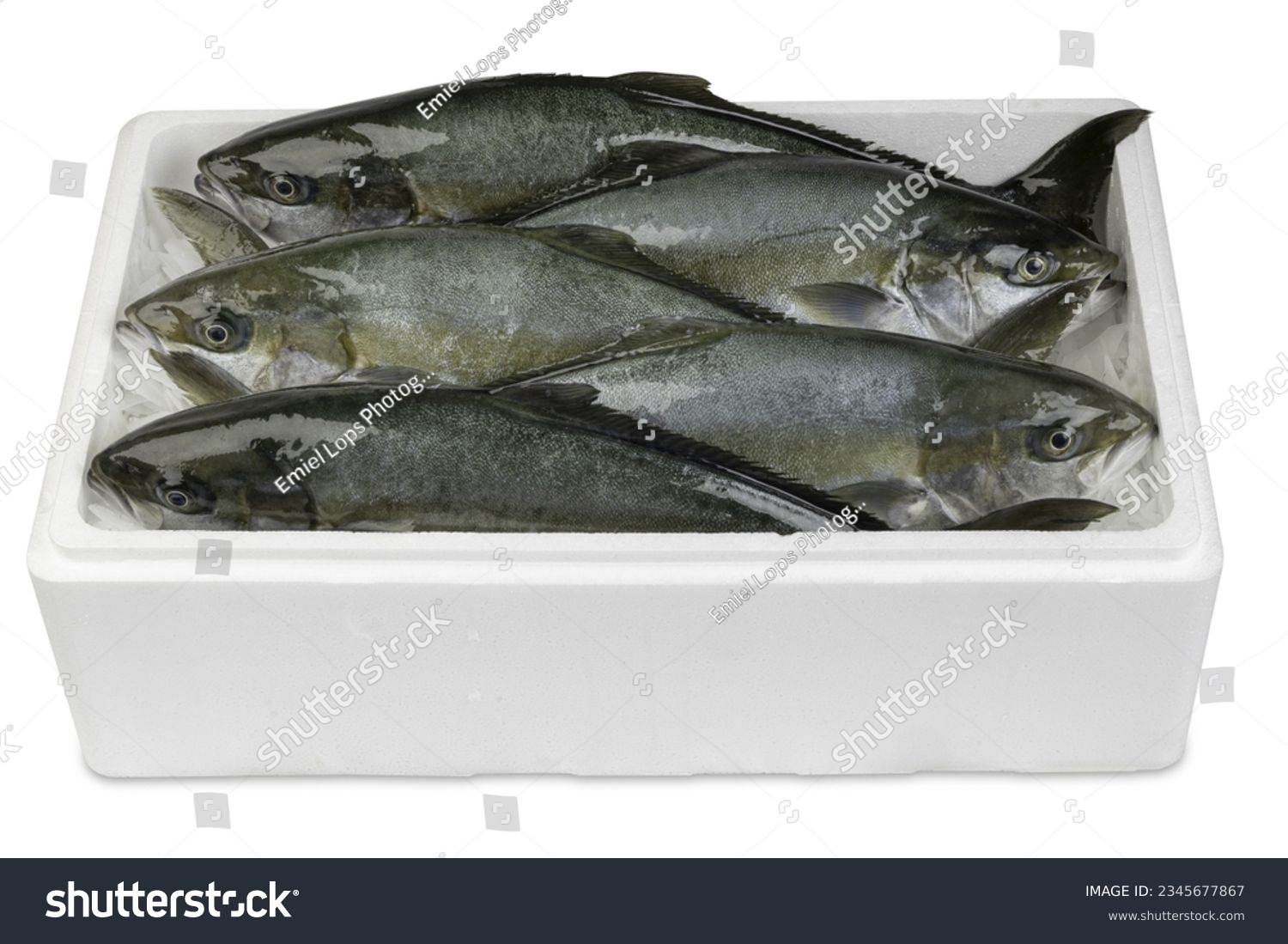 Five fresh yellowtails in polystyrene box. Product photo of freshly caught fish. #2345677867
