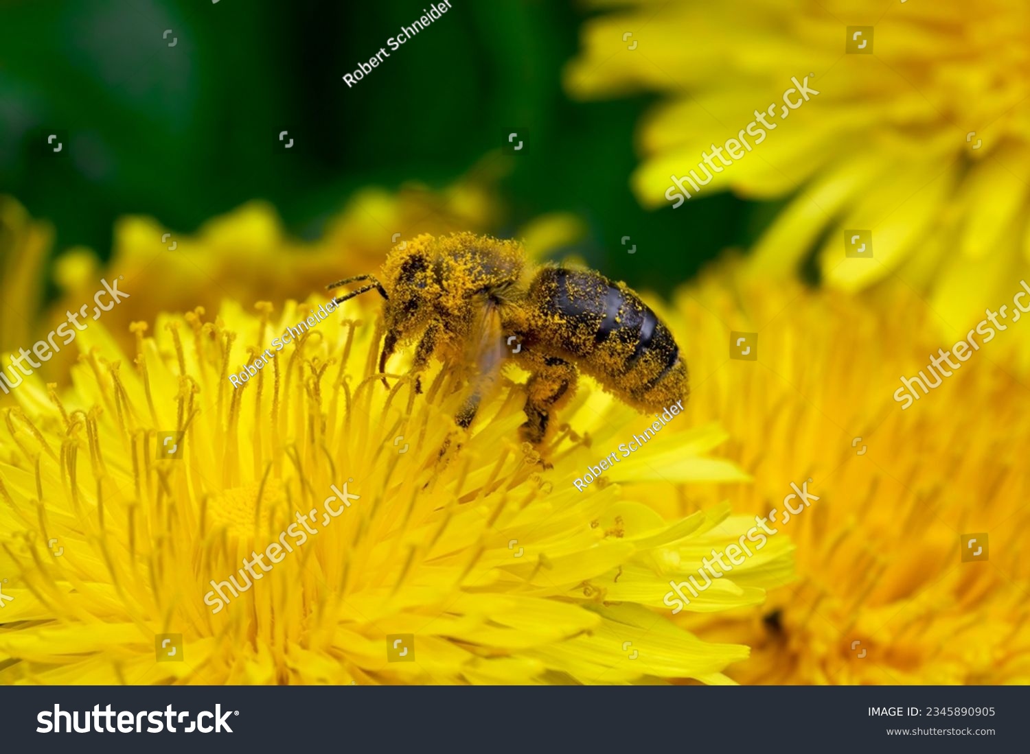Bee covered with yellow pollen in side view on a dandelion flower in spring in Germany                    #2345890905