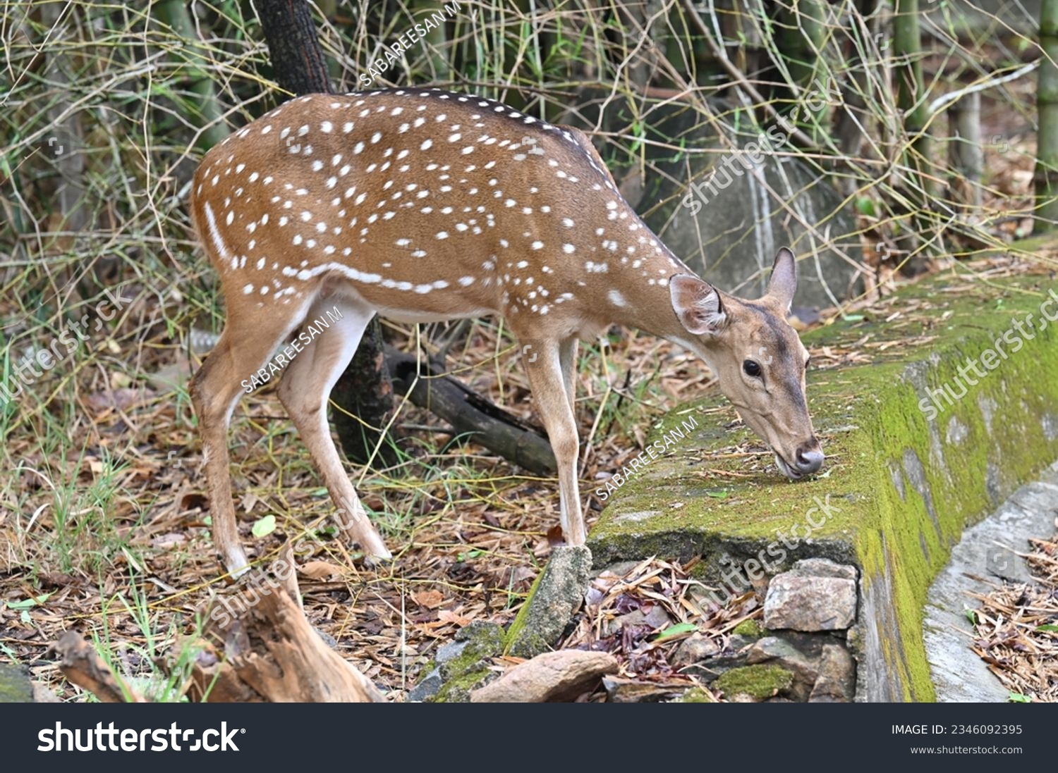 A Indian deer  spotted at Arignar Anna Zoological Park, Vandalur, Chennai, Tamilnadu, India #2346092395