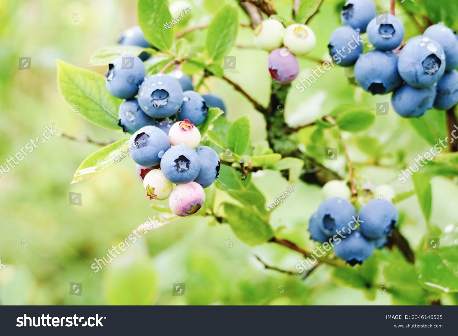 Vaccinium corymbosum blue huckleberry bush ripening berries blueberry plant in garden vertical shot #2346146525