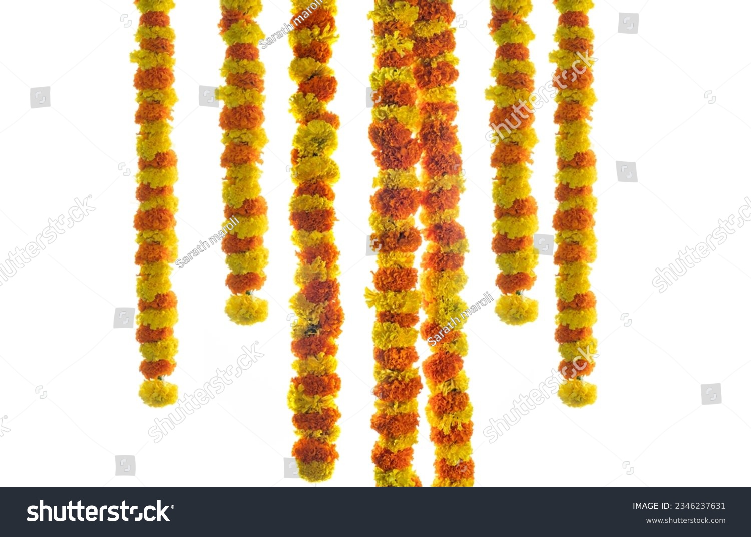 Hanging flower decoration marigold flower isolated on white background Onam festival background, Pongal and Diwali decorations #2346237631