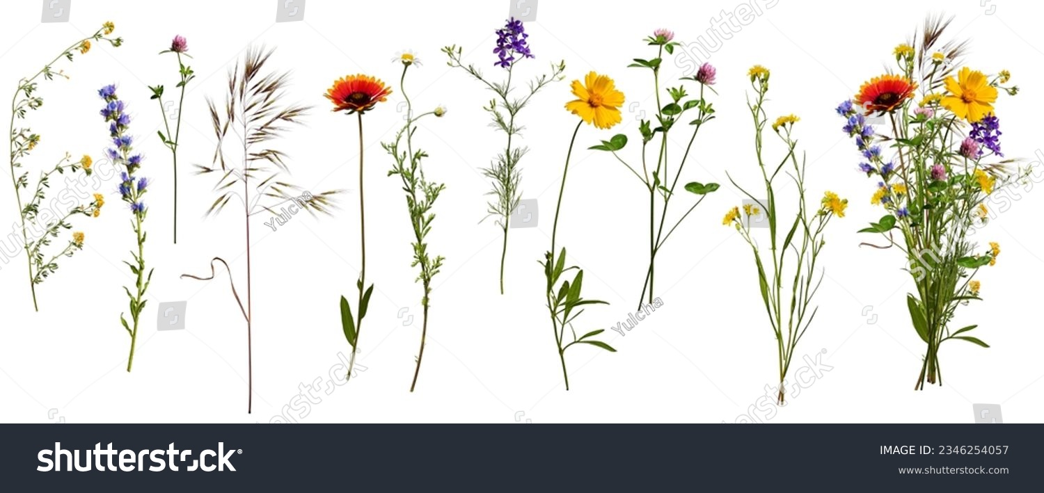 Wildflowers and herbs with example of a bouquet of these flowers. Botanical collection, summer composition, white background. Set of elements for creating collage or design, postcards, invitations. #2346254057
