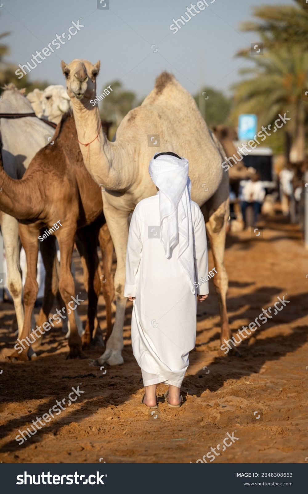 Little saudi arabian kid standing in front of a camel in the Qassim camel market #2346308663