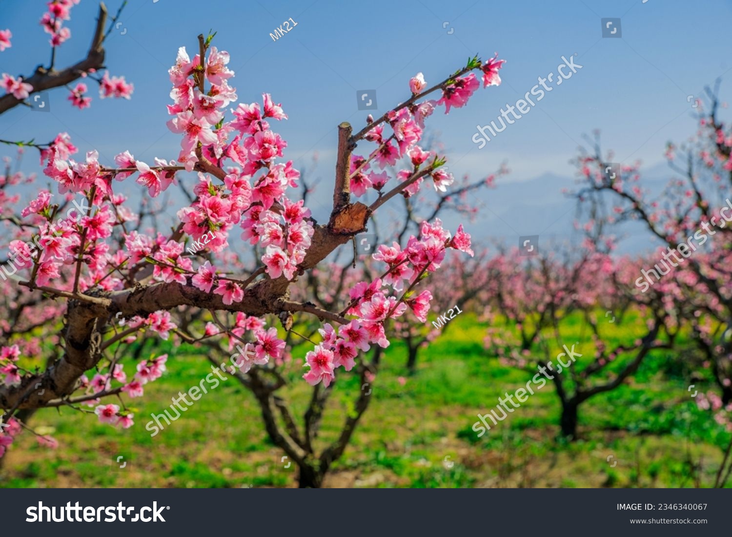 Cheery blossom in spring season #2346340067