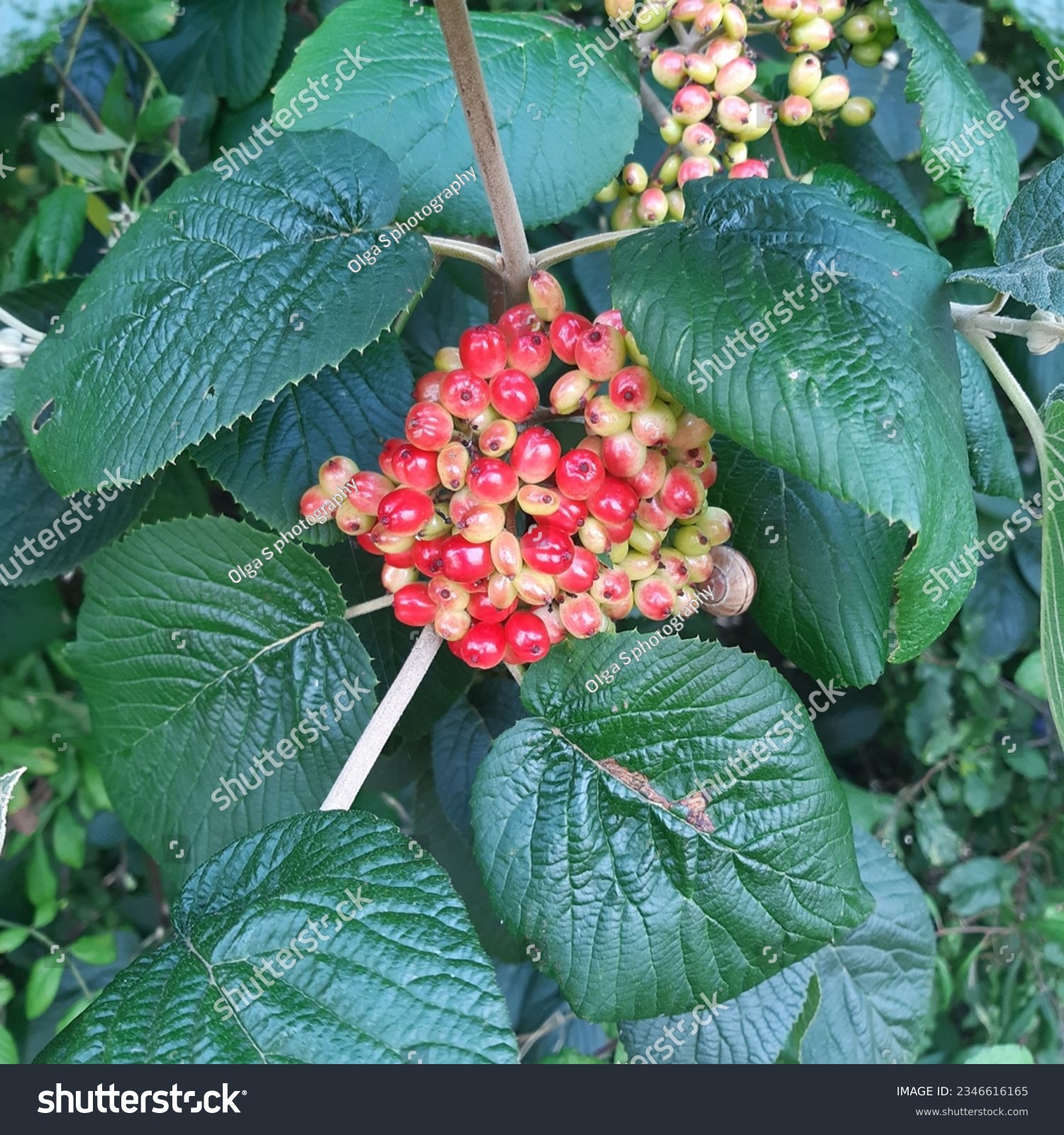 Wayfaring tree Viburnum lantana  red berries  fruits. Flower with red berries  #2346616165