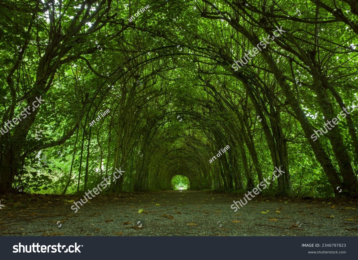 Green tunnel alley under arched trees, path at Ängsö nature reserve "Grevens stig", hiking trail in Sweden #2346797823
