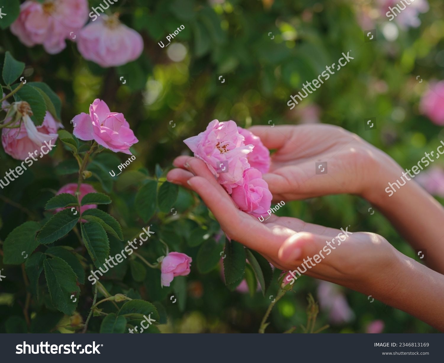 woman picking roses in Field of Damascena roses in sunny summer day . Rose petals harvest for rose oil perfume production. village Guneykent in Isparta region, Turkey a real paradise for eco-tourism. #2346813169