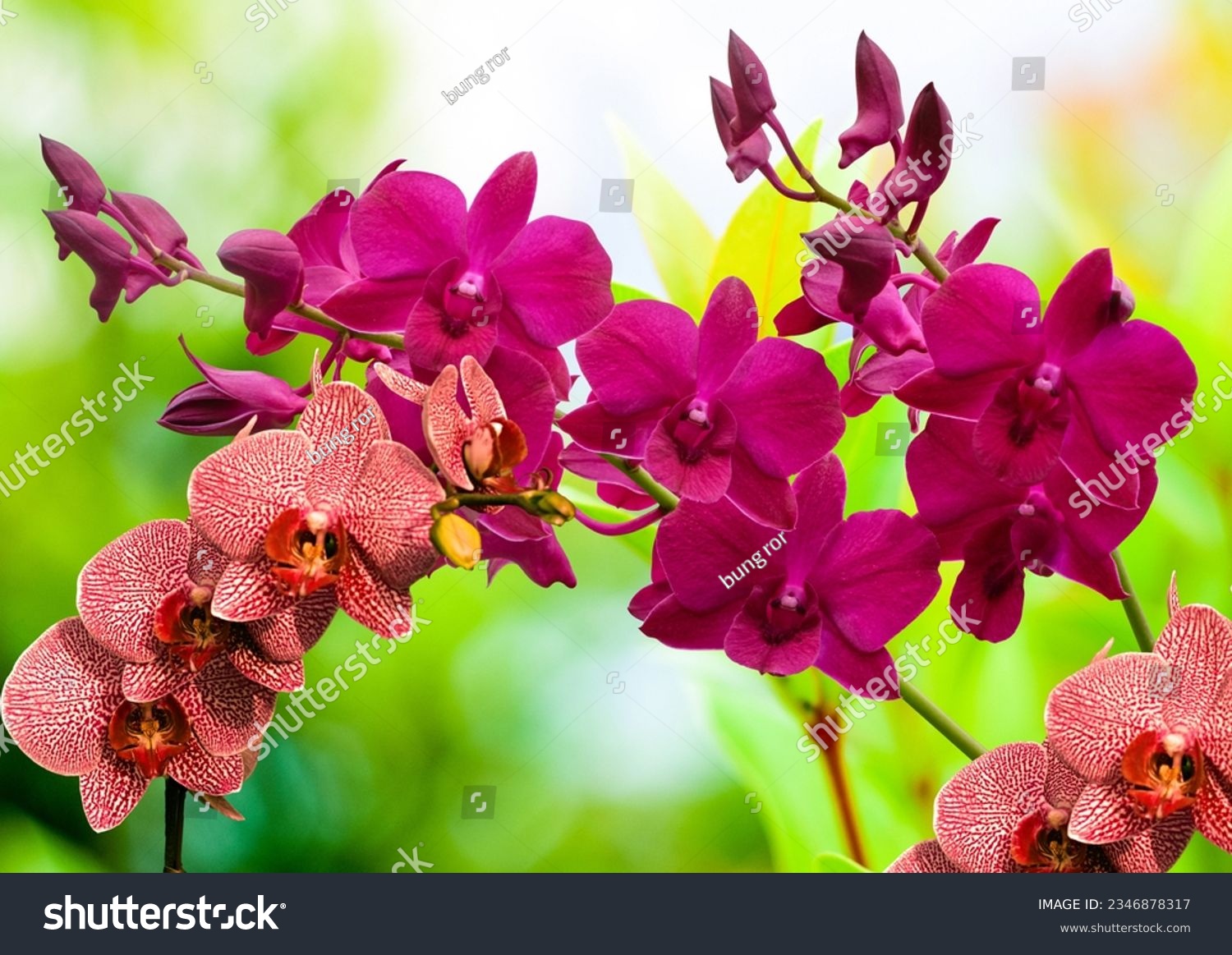 View of maroon orchids with green blurry background #2346878317
