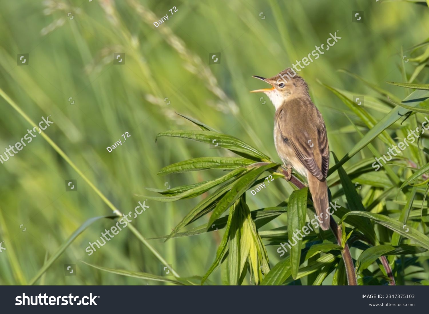sedge warbler sits singing on a plant #2347375103