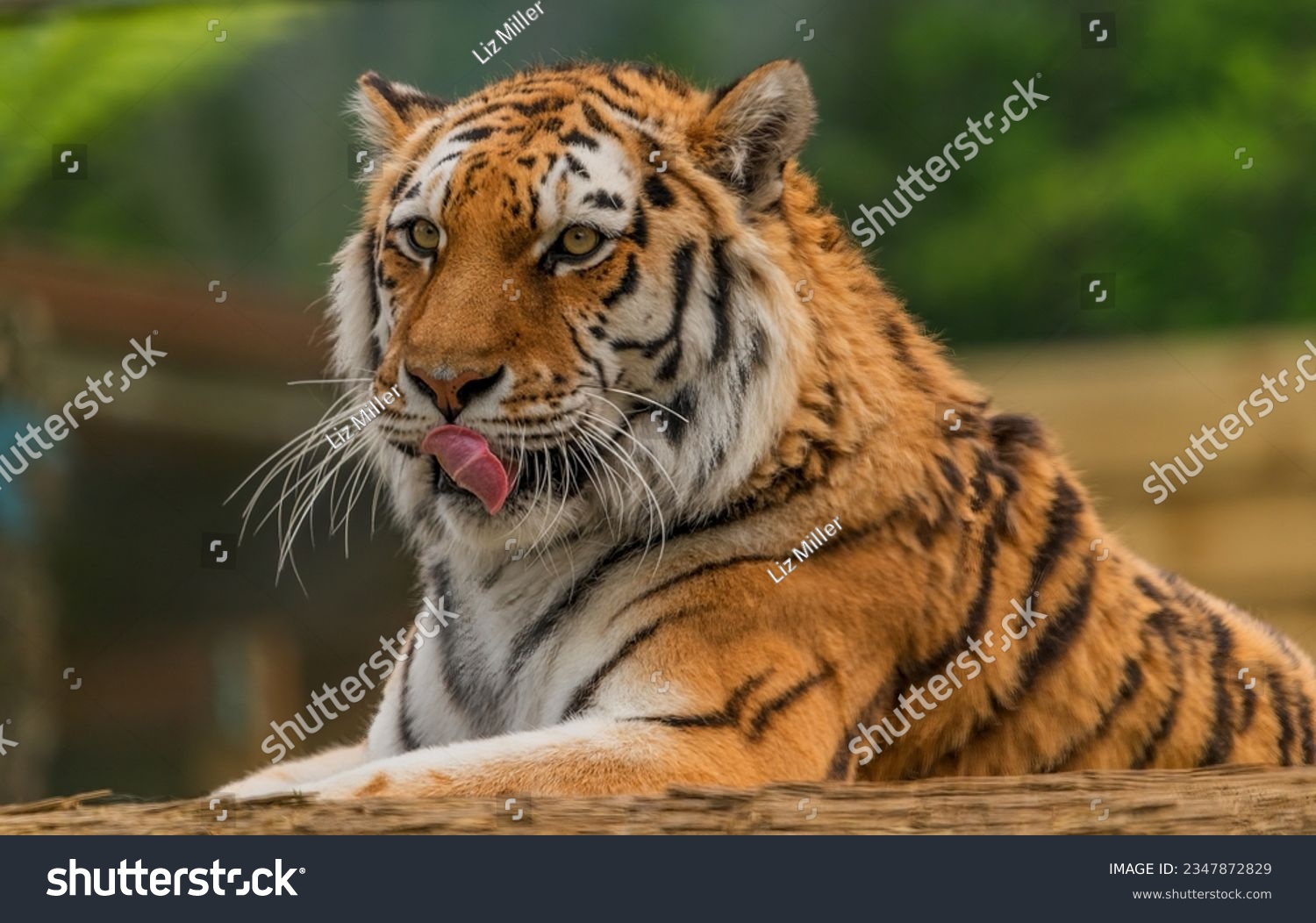 Close up of the tiger licking its lips.  #2347872829
