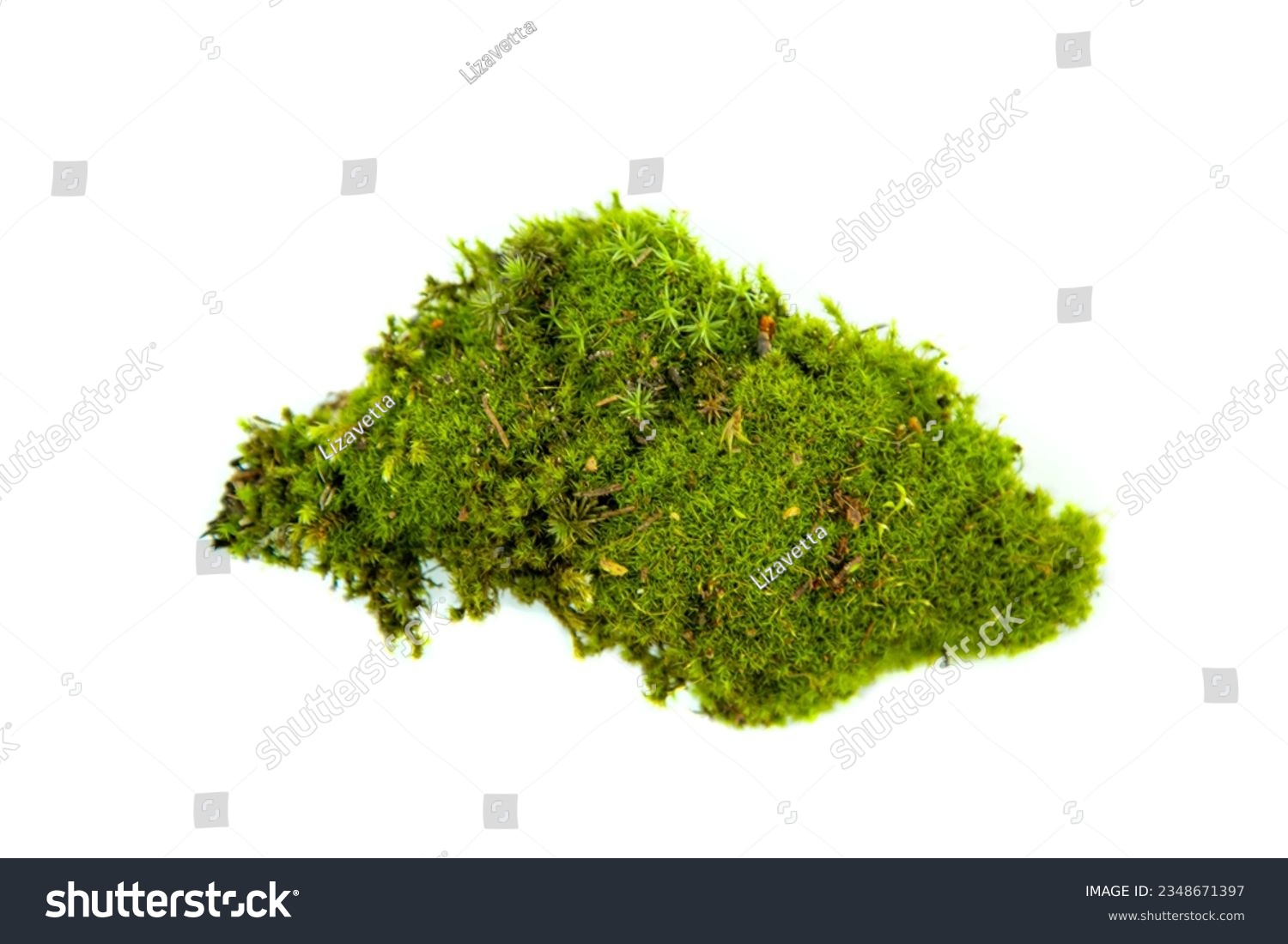 Natural green moss close up. Isolated on white. #2348671397