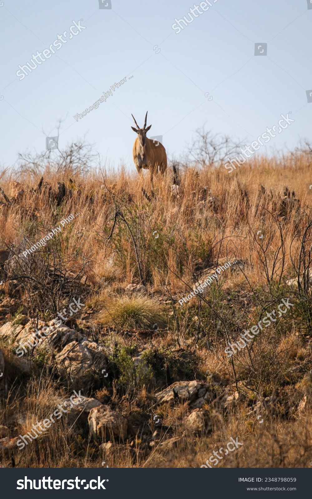 Eland antelope, Kruger National Park, South Africa #2348798059