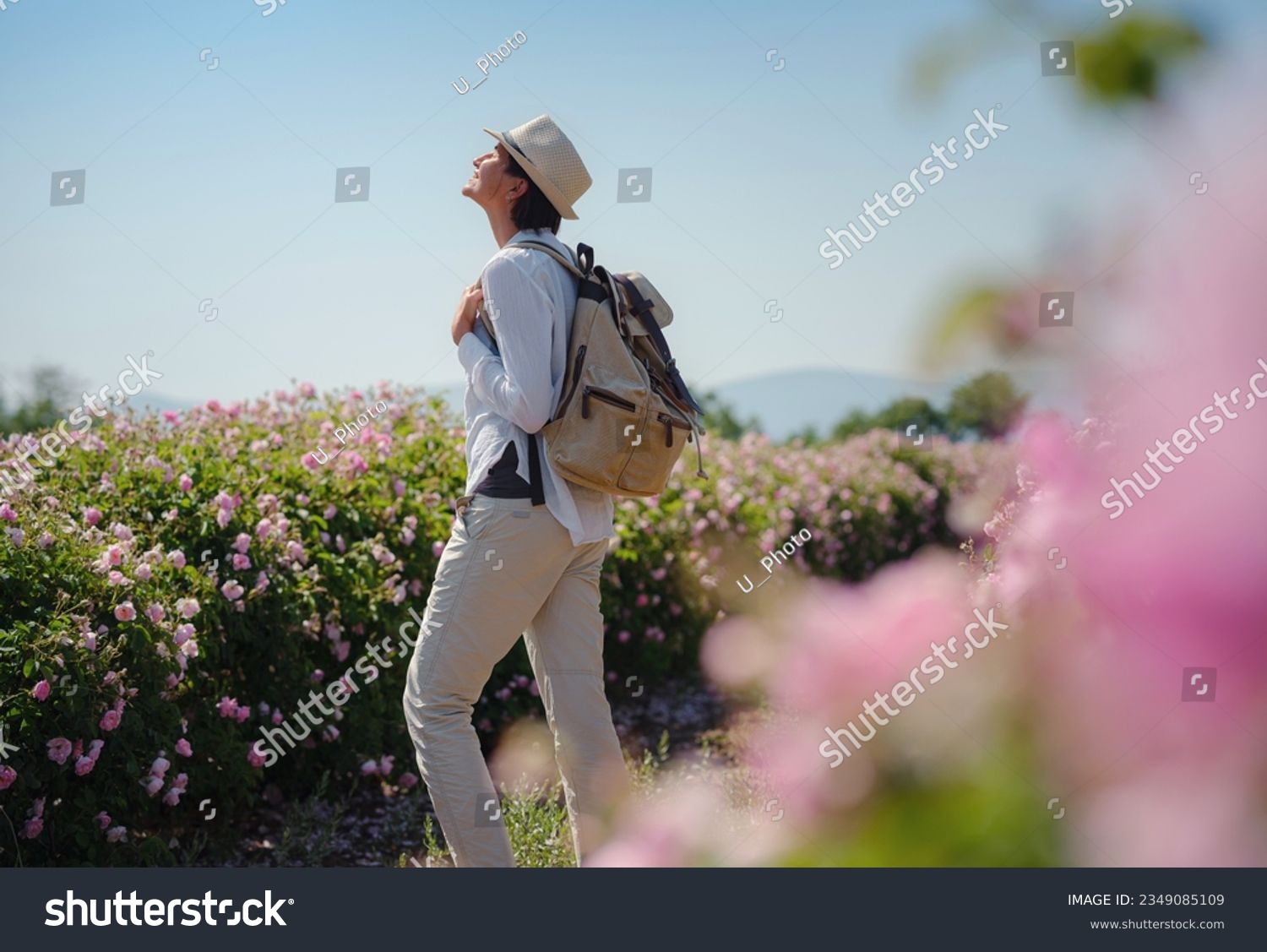 woman enjoying the aroma in Field of Damascena roses in sunny summer day . Rose petals harvest for rose oil perfume production. village Guneykent in Isparta region, Turkey a real paradise for eco #2349085109