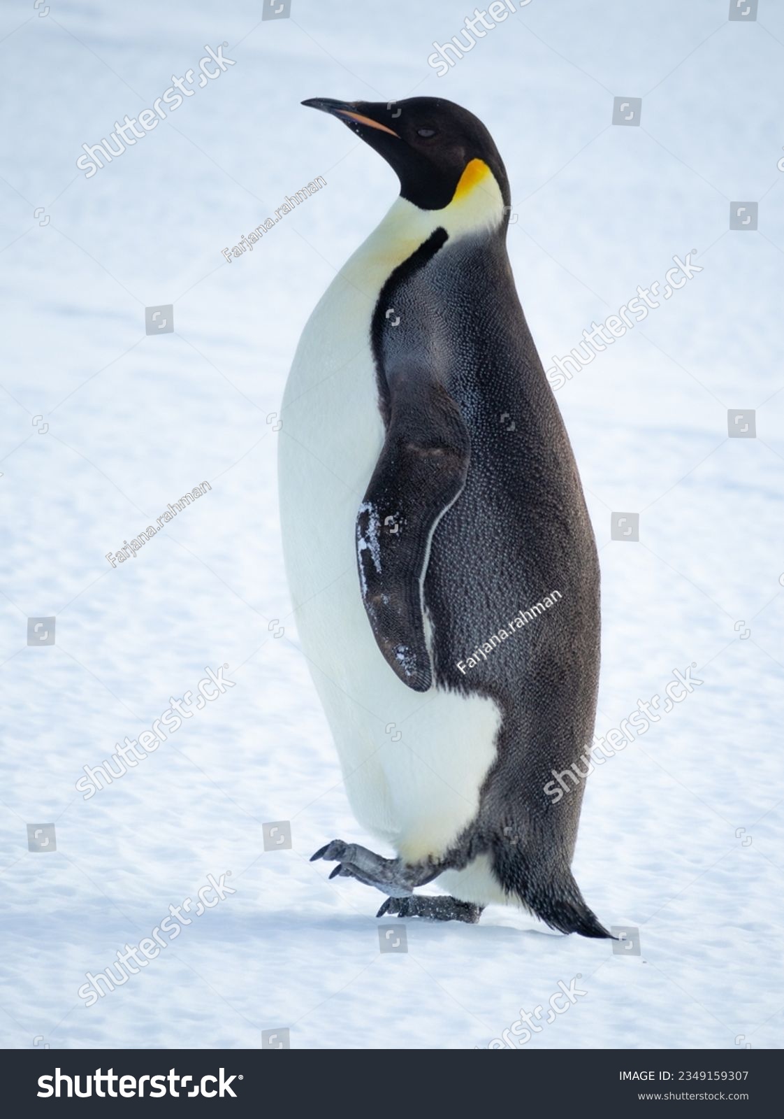 Emperor penguin, eating snow; Inexpressible Island, Antarctica; Emperor penguin in front, of pressure ice; in full waddle; looking at the camera; Emperor penguin with, snow on beak; Inexpressible #2349159307
