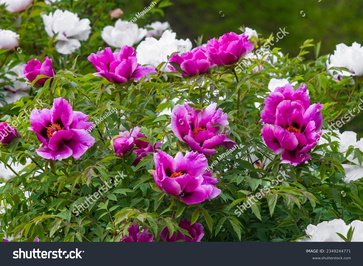 Blooming peony Bush in the garden. Raspberry-colored magenta and white large peonies. Natural floral background in soft light. #2349244771
