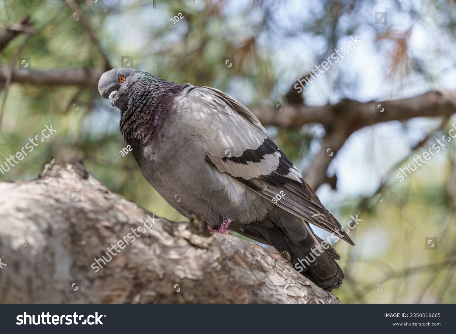 An ordinary pigeon hiding in the shade of a tree on a hot day. #2350019665