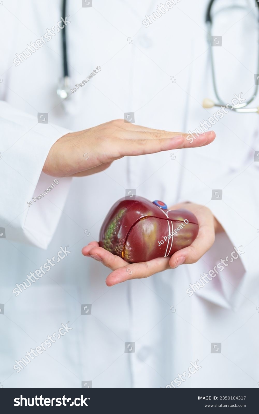 Doctor with human Liver anatomy model. Liver - Royalty Free Stock Photo ...