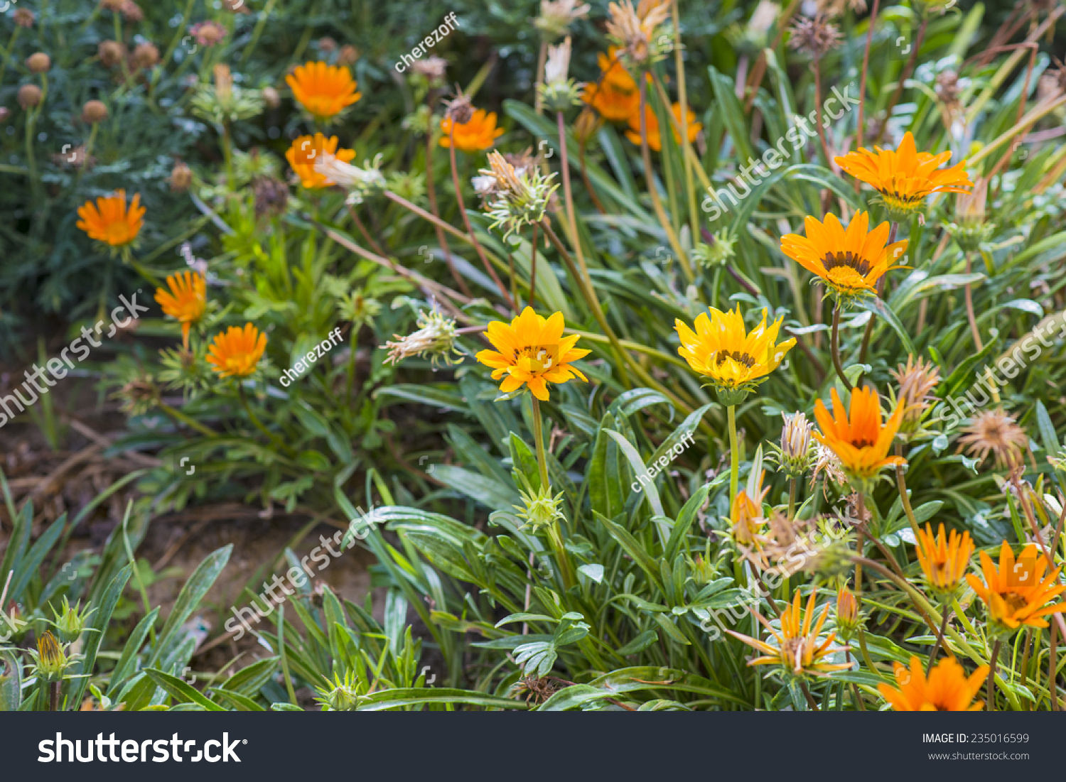 Yellow and orange garden flowers. Nature background #235016599