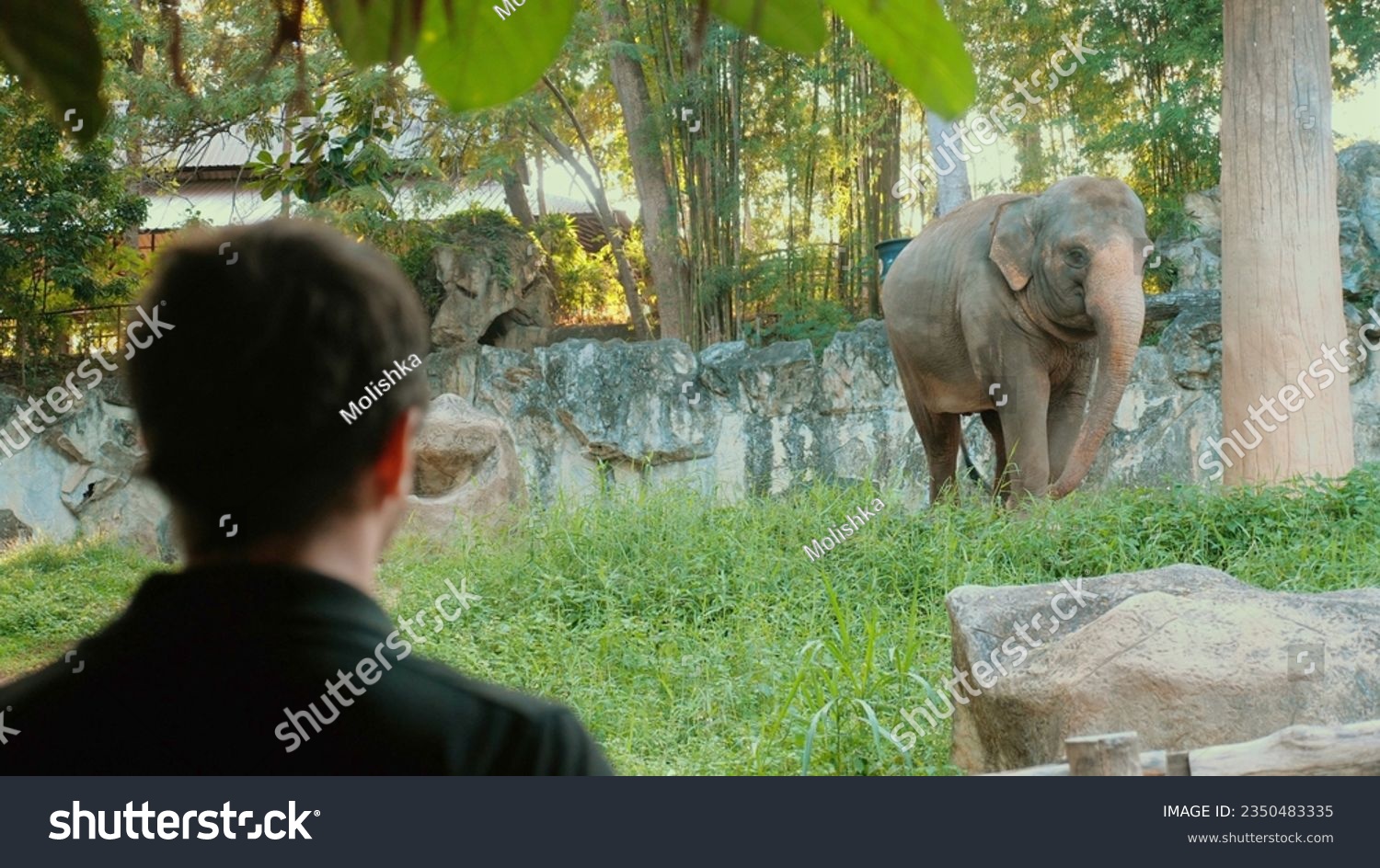 Man watching big elephant in open zoo. Male tourist on safari observing majestic mammal in its natural habitat. Concept of wildlife adventure in Thailand. #2350483335