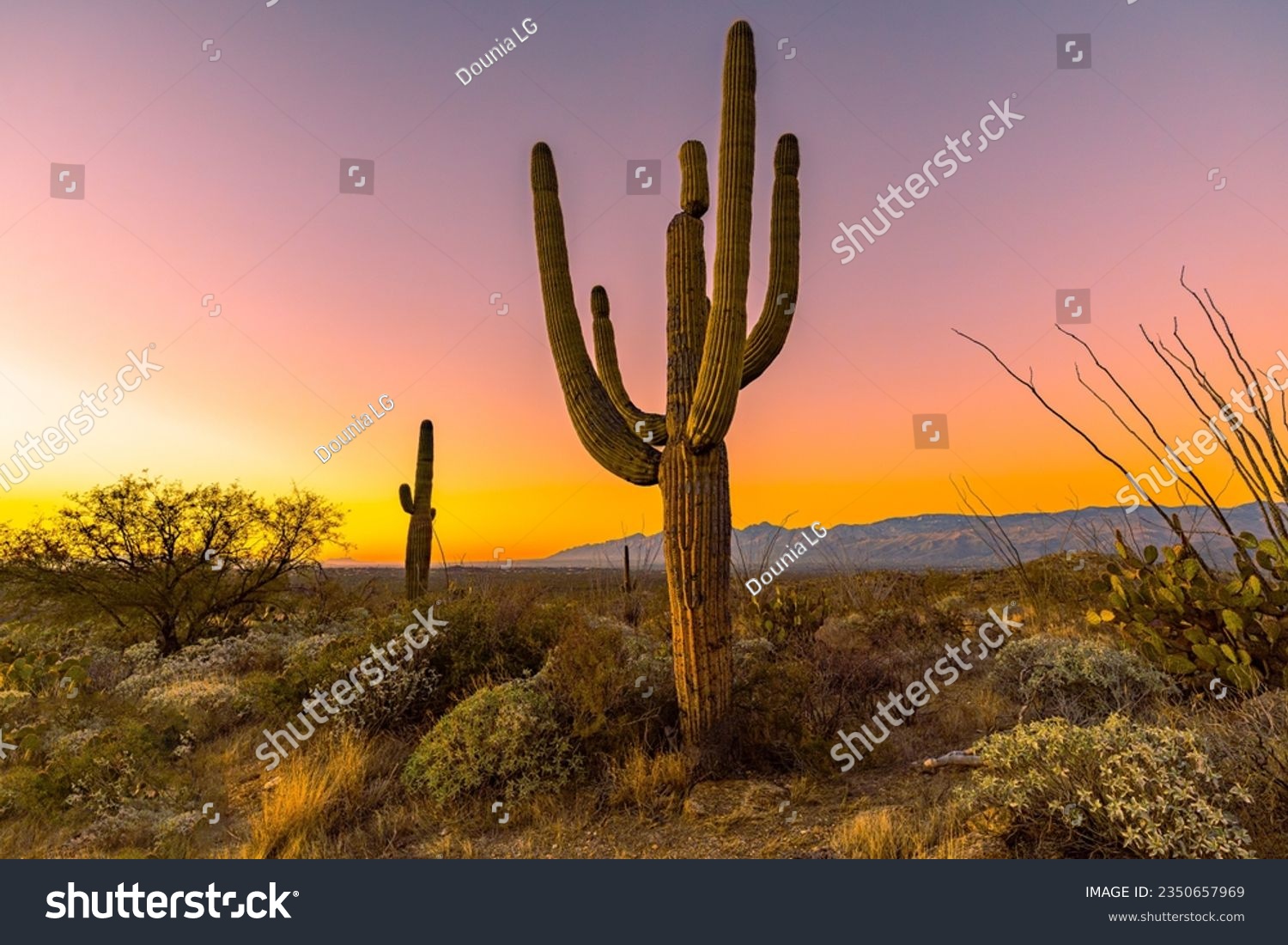 Saguaro Cactus in Saguaro National Park Arizona at sunrise #2350657969