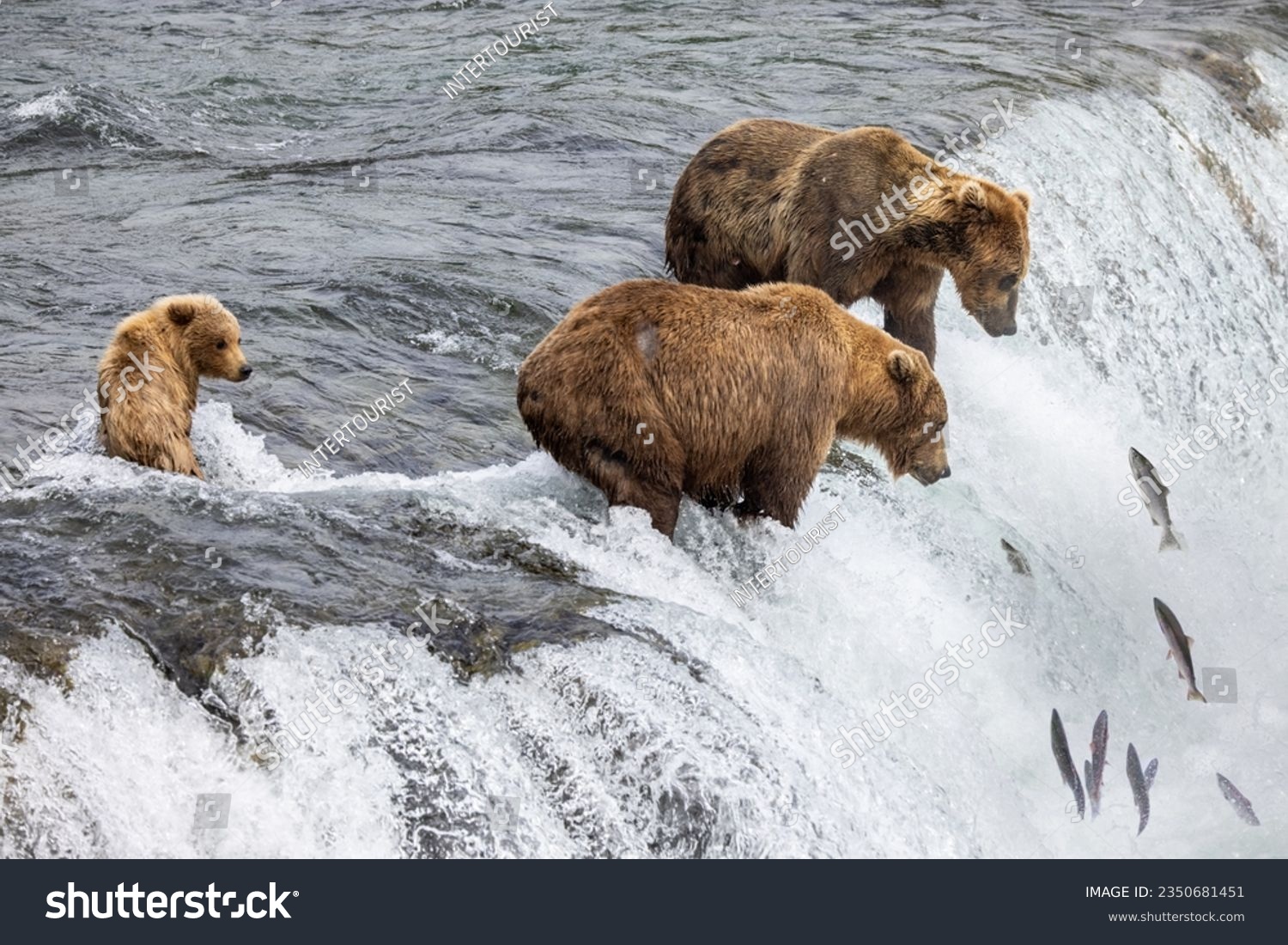 brown bears stand on the edge of Brooks Falls waiting for salmon to jump up the falls. #2350681451