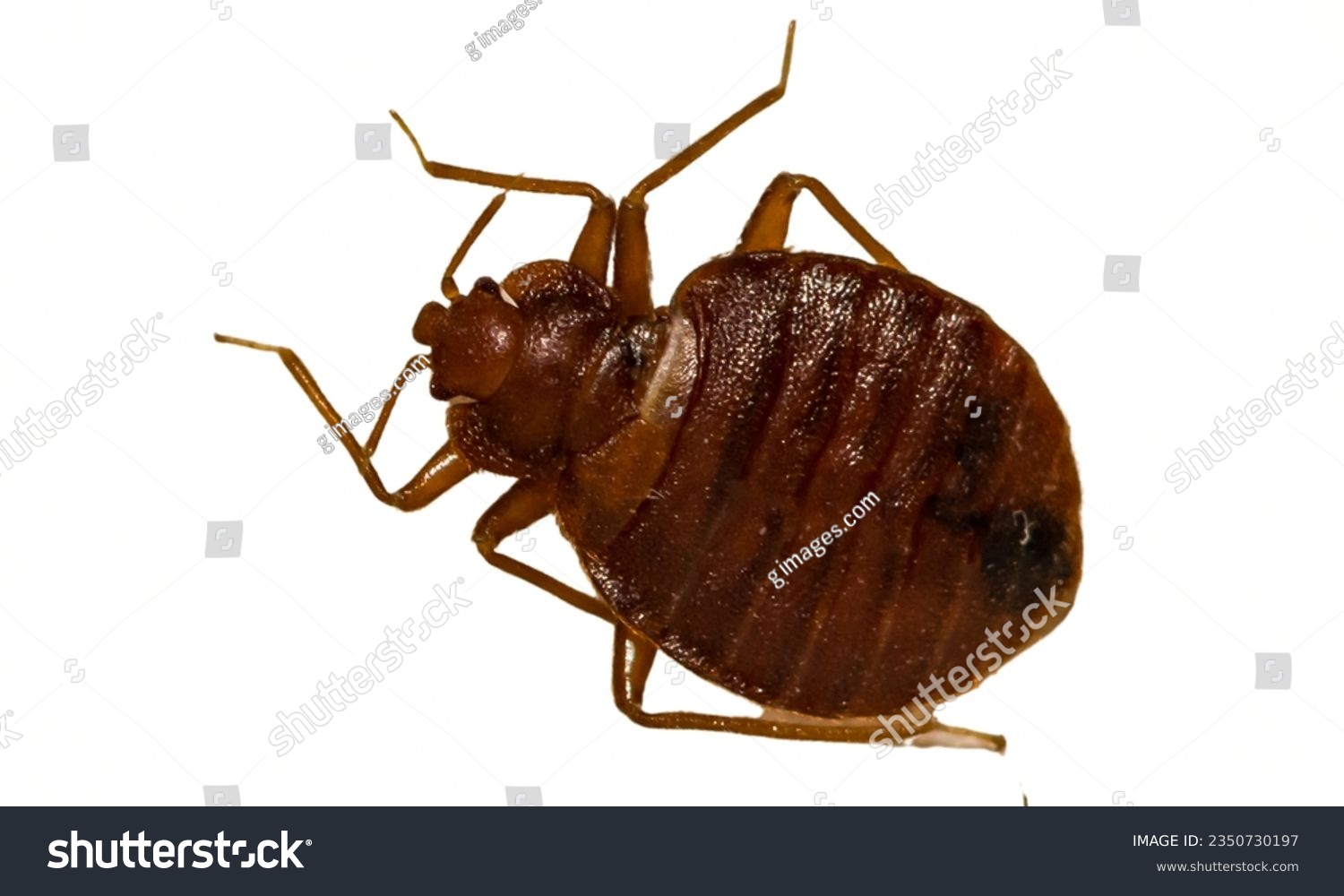 Bedbug: Infestations can lead to itchy bites and sleepless nights. #2350730197