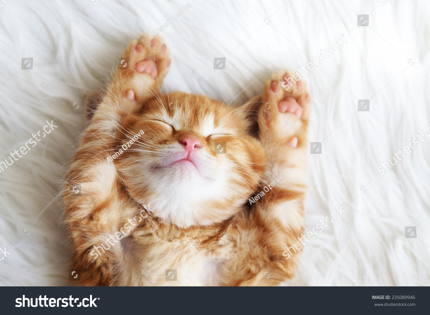Cute little red kitten sleeps on fur white blanket #235089946