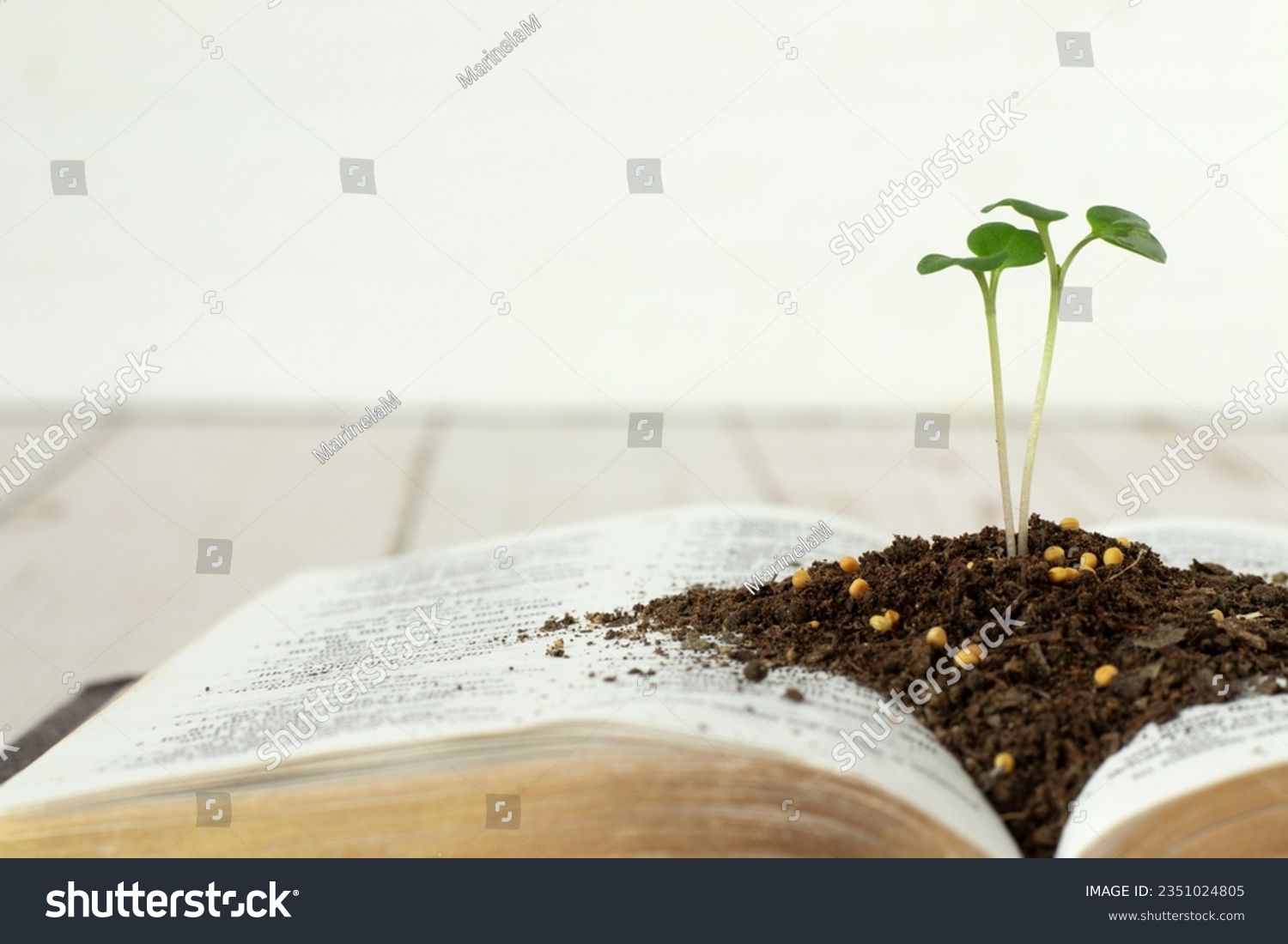 Mustard seed green plant growing in soil on top of open Holy Bible Book with golden pages and white background. Copy space. Close-up. Christian faith, maturity, spiritual growth, biblical concept. #2351024805