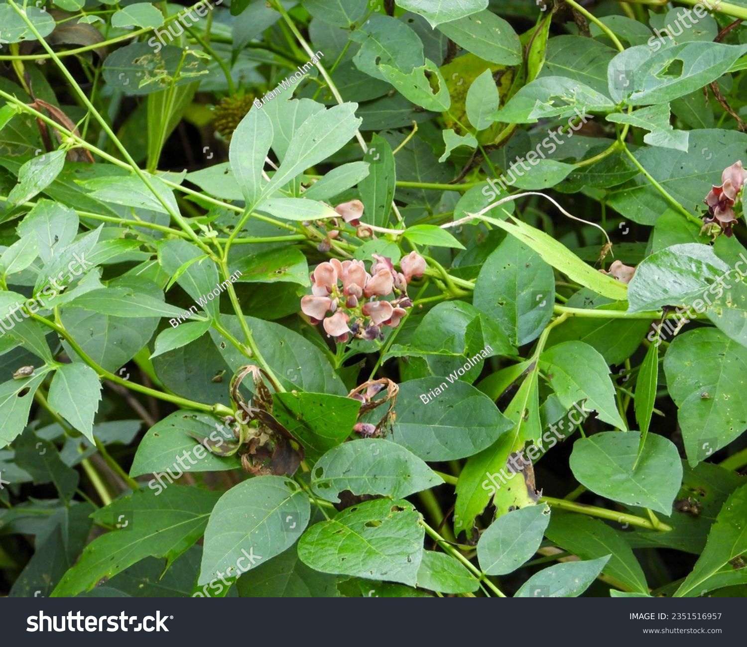 Apios americana (Groundnut) Native North American Wildflower #2351516957