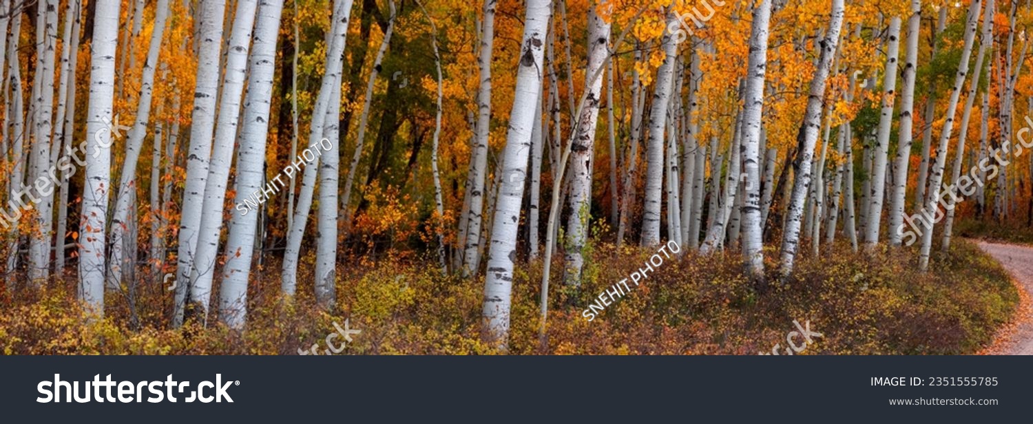 Panoramic view of bright color autumn trees in Utah countryside. #2351555785