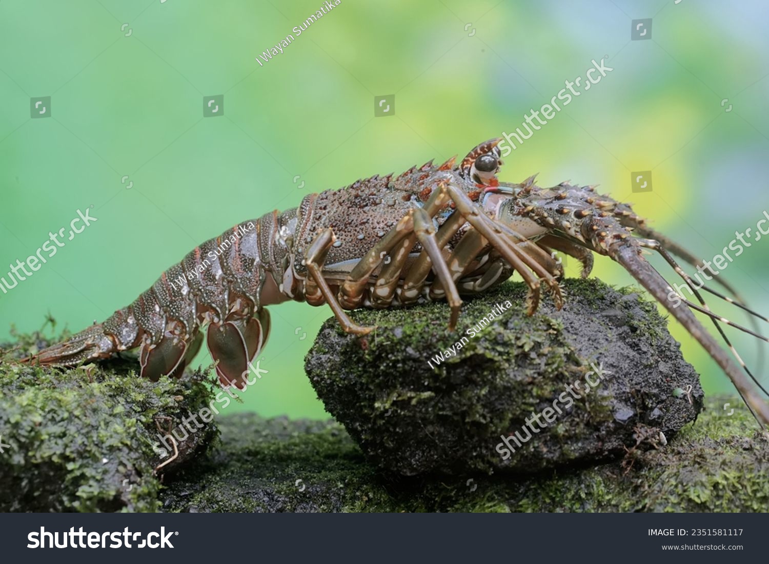 A brown rock lobster looking for food in shallow sea water where there is a lot of algae growing. This marine animal with high economic value has the scientific name Panulirus homarus. #2351581117