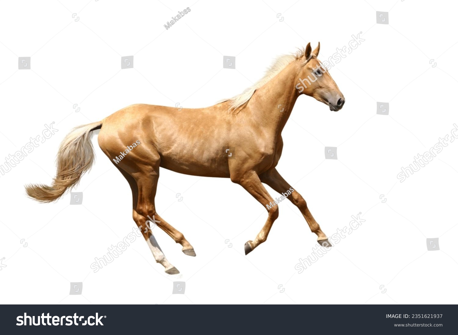 Akhal-Teke, rarest horse breed. The most - Royalty Free Stock Photo ...