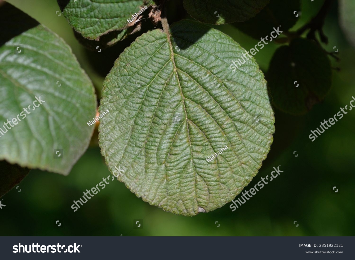 Wayfaring tree leaves - Latin name - Viburnum lantana #2351922121