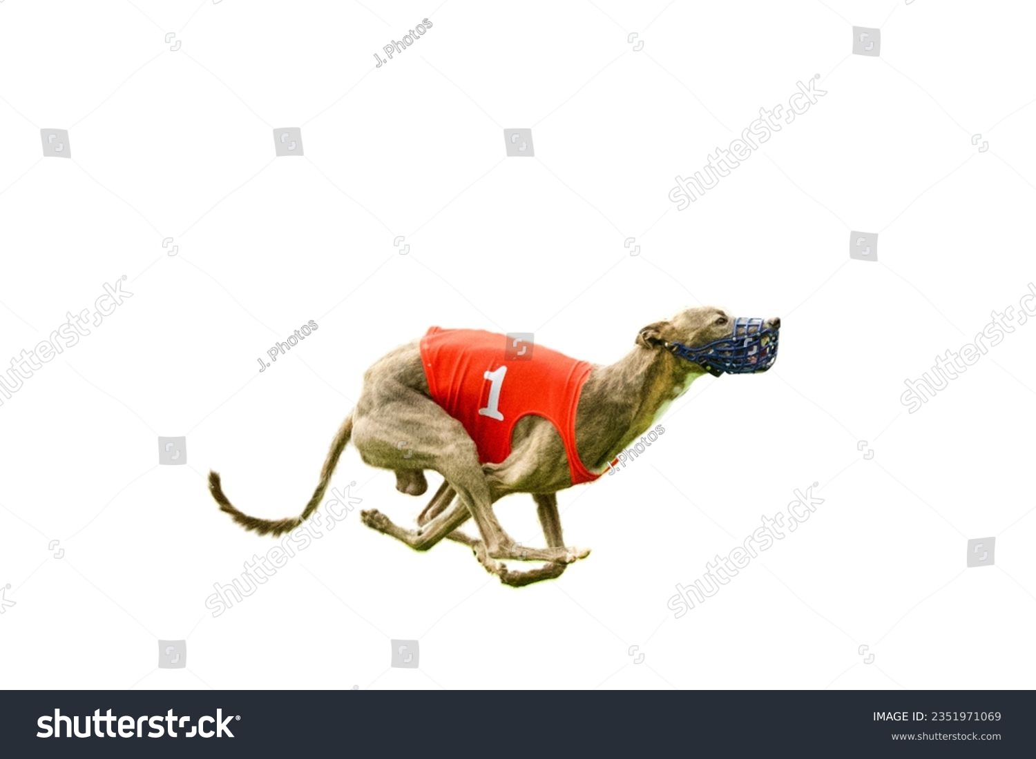 Side view of a running super fast whippet dog with a red number 1 racing jacket on a white background. It's got a crazy look of excitement. Illustration of being number one and the fastest. #2351971069