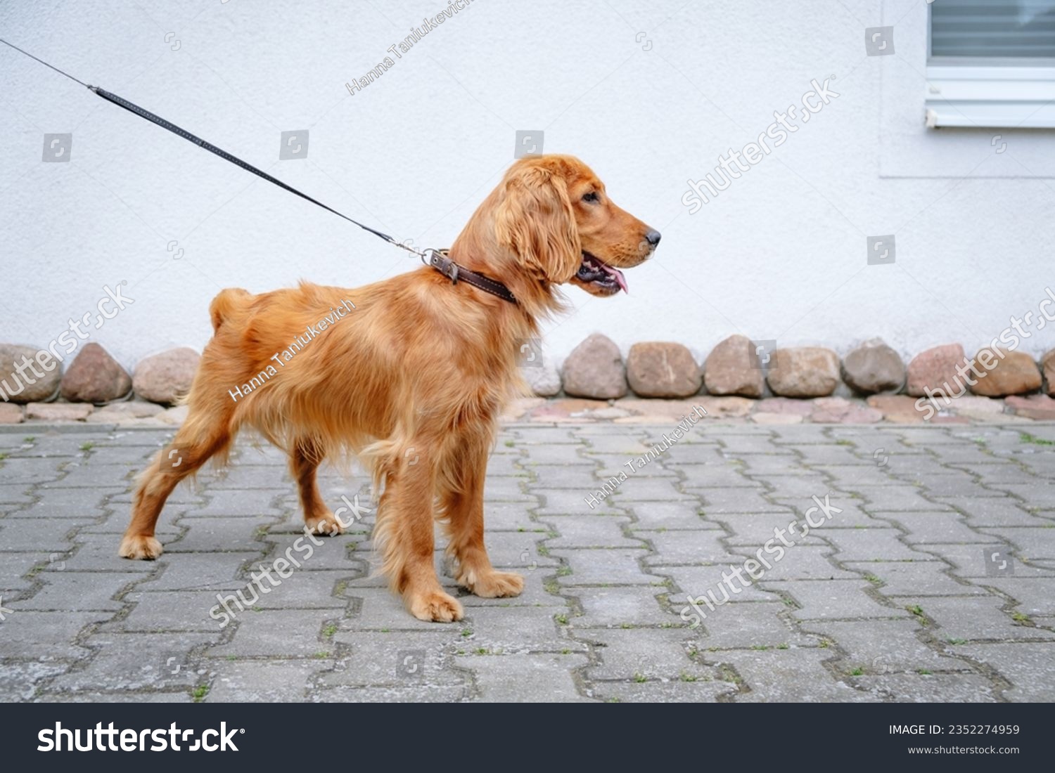 Portrait of a standing brown english cocker spaniel. A beautiful brown haired dog. Adorable pet on a walk. Walking outdoors. Young purebred animal. Open mouth with pink tongue. On a leash. Copy space. #2352274959