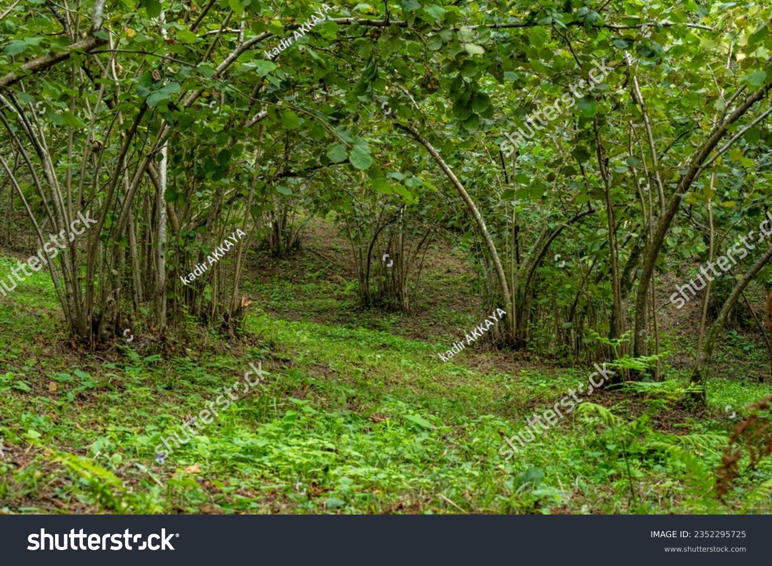     View of hazelnut orchards that play an active role in hazelnut production                            #2352295725