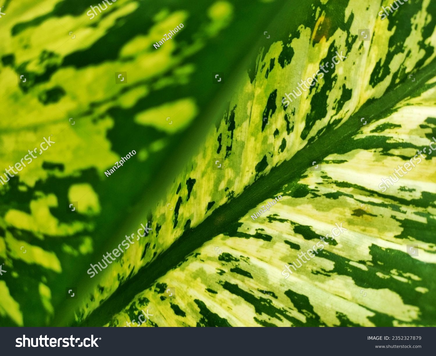 The leaves of the Dieffenbachia reflector, which are large leaves, are green with white and yellow mottling. #2352327879
