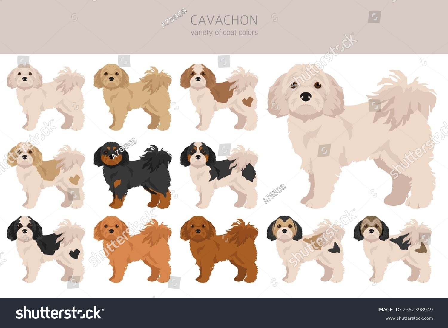 Cavachon clipart. Cavalier King Charles Spaniel - Royalty Free Stock ...