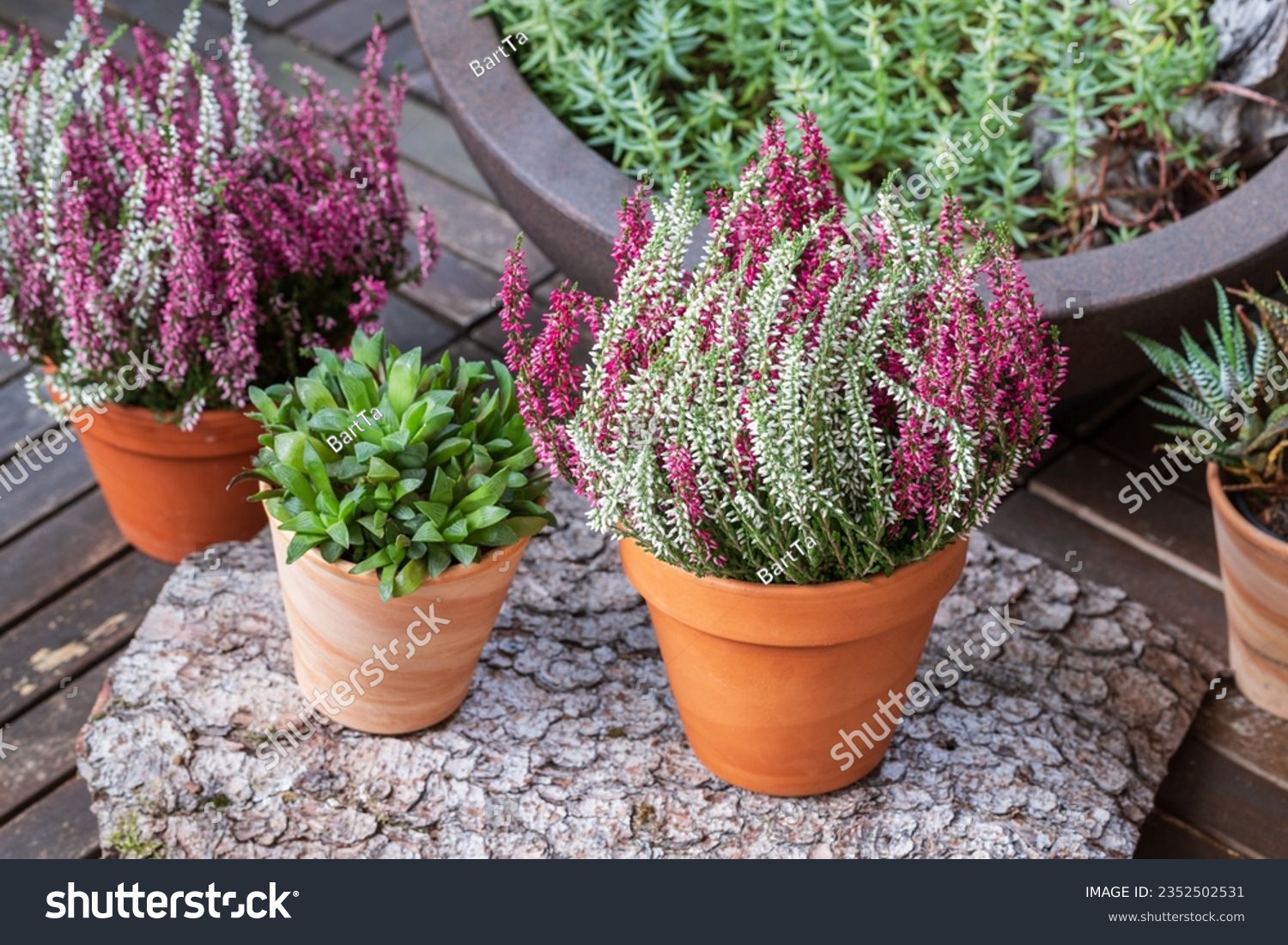 Blooming white and pink heather flowers (calluna vulgaris L.) in clay pot on wooden terrace floor in garden. Autumn and winter plants cultivating. #2352502531