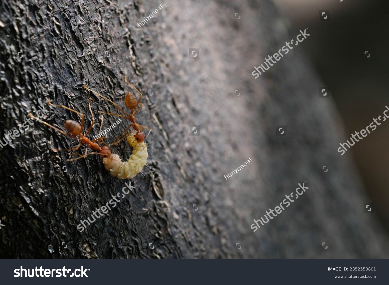 Ants hunt worm as a team. #2352550801